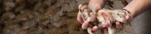 Buy Biloxi Shrimp